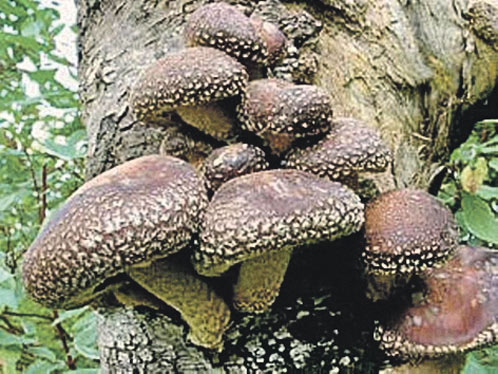 Шиитаке - самый полезный гриб
