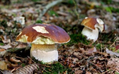 Кантональная лаборатория Цюриха обнаружила 10 тонн собранных в украинских лесах белых грибов, в которых содержание радиоактивного цезия превышало норму