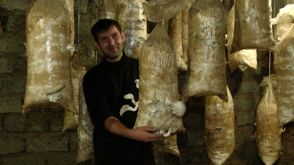 В Крапивинском районе начнут круглогодично производить грибы вёшенки