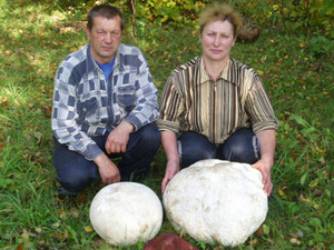 Верхнедвинские грибники ели один гриб две недели