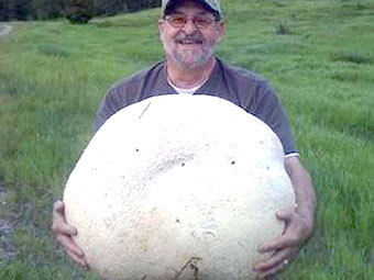 Канадец нашел 26-килограммовый гриб
