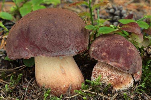 Первые грибы уже появились на трассах Томска