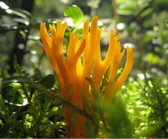 Калоцера клейкая (Calocera viscosa) - гриб растет большими колониями, реже поодиночке, на остатках гнилой древесины.