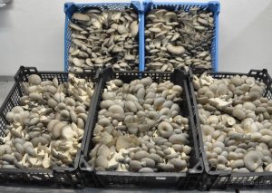 Предпринимательницы Иссык-Куля начали экспорт грибов в Германию 