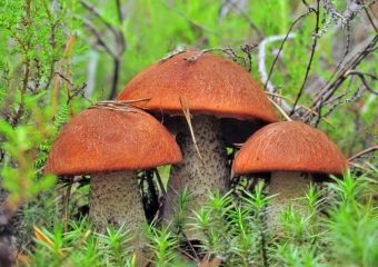 Грибной сезон уже давно начался, и многих воскресенцев волнует вопрос: можно ли собирать грибы на территории бывших Лопатинских фосфоритных рудников.