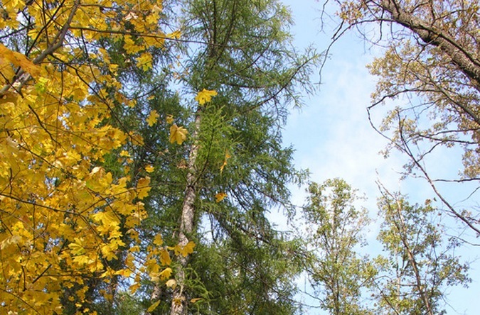 В Воронеже на месте выгоревших лесов посадят лиственницы