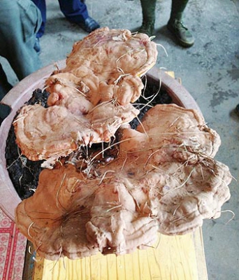 Китайский крестьянин нашел редкий лекарственный гриб