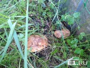 В лесах под Екатеринбургом появились первые грибы
