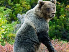 Петербургские блогеры предупреждают жителей Санкт-Петербурга и Ленинградской области о том, что в регионе появилось очень много медведей