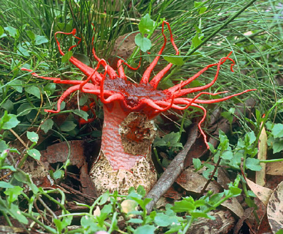 Морской гриб (Aseroe rubra) - достаточно распространенный гриб в Австралии