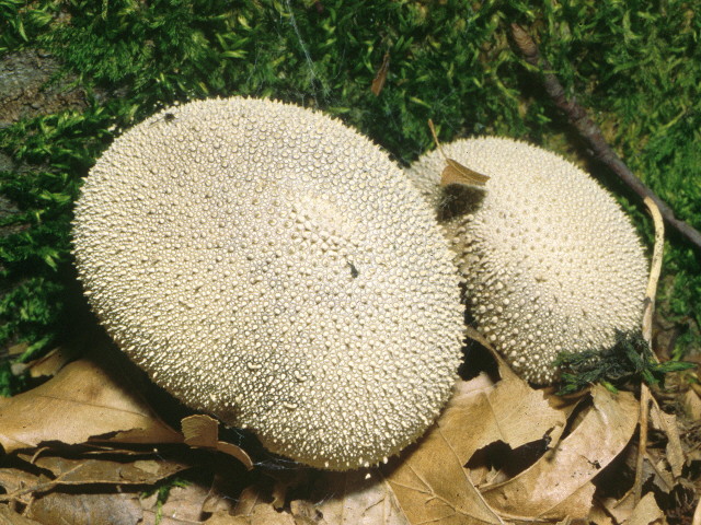 Дождевик шиповатый (Lycoperdon perlatum Pers. (Syn. Lycoperdon gemmatum Batsch.))