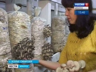 Семья из Усолья-Сибирского выращивает вешенки