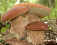 Собирать в лесу грибы следует с умом