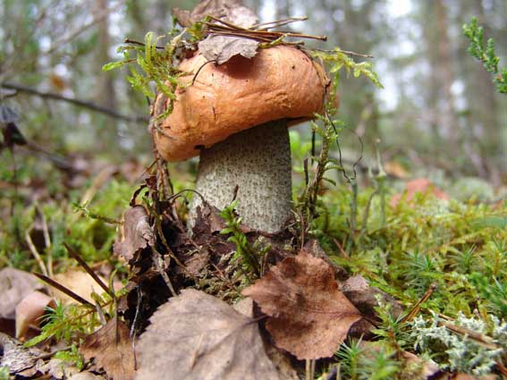 Сбор грибов в осенний сезон