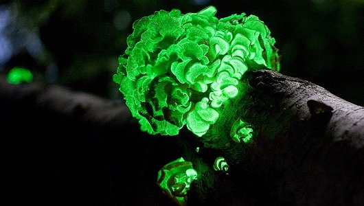 Светящиеся в темноте грибы заново обнаружены спустя 170 лет