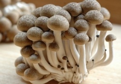 Папилломавирус уничтожат японские грибы