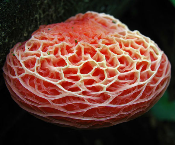 Родотус дланевидный (Rhodotus palmatus) - этот гриб – единственный представитель рода в семействе Physalacriaceae