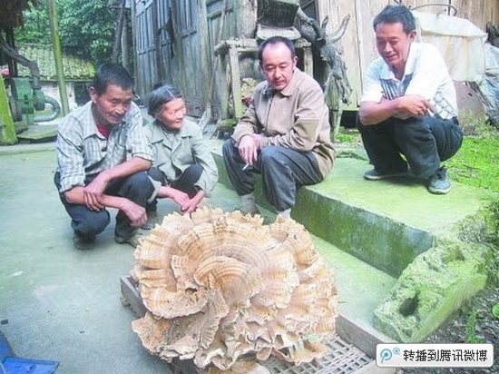 Огромный гриб нашел китайский крестьянин 