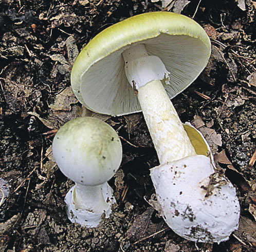 Бледная поганка - самый ядовитый гриб