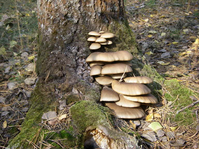Вешенка обыкновенная, устричный гриб, Pleurotus ostreatus