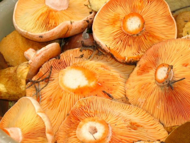 Лучшие грибные места Крыма: собираем рыжиков в Рыбачьем и маслят в Строгановке