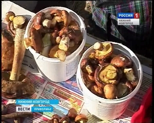 В Нижегородской области небывалый урожай грибов