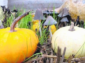 На тыкве вырастает три килограмма грибов