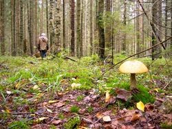 Сотовый телефон помог пожилым грибникам выбраться из леса